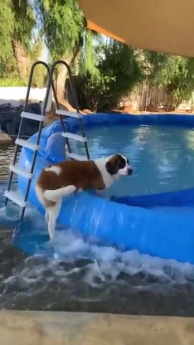 WCGW if you leave a doggo Unattended in a backyard with a pool