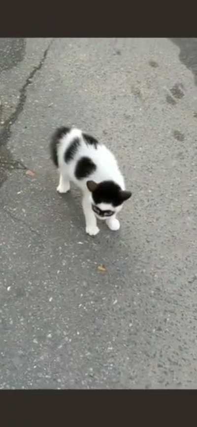 little killer