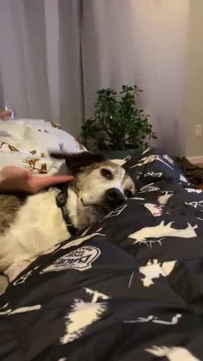 Ear flooping