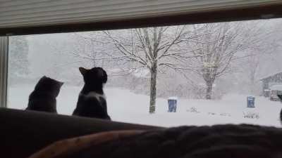 Today on Cat TV