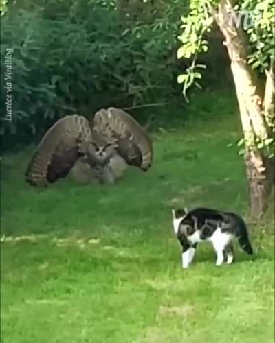 🔥 owl warning cat to keep away