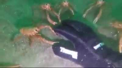 Spycrabs
