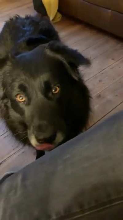 Omg pet him