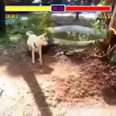 Dog vs Cat