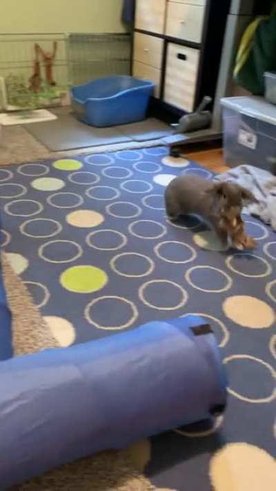 Gary, &ldquo;Why do you buy me things?&rdquo; (Chooses paper to play with)