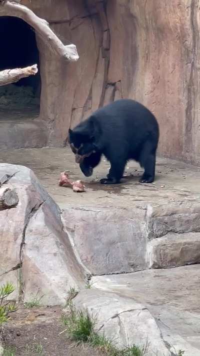 This bear&rsquo;s technique to getting to the center of his snack