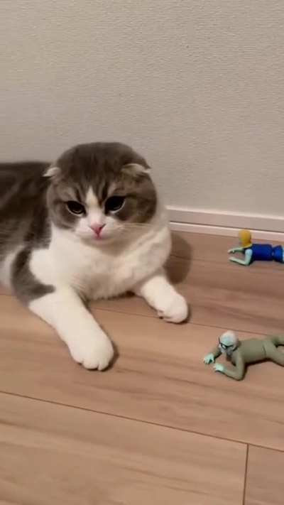 gato asustado con mu&ntilde;ecos 🤣😆