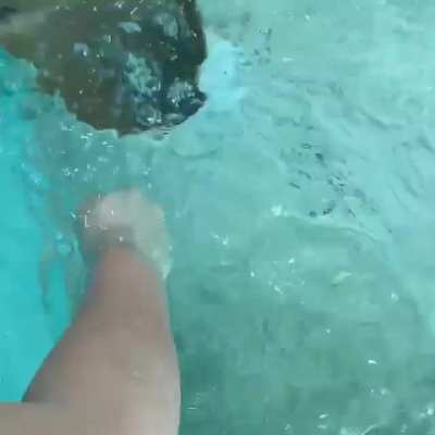 I fed stingrays yesterday at the aquarium