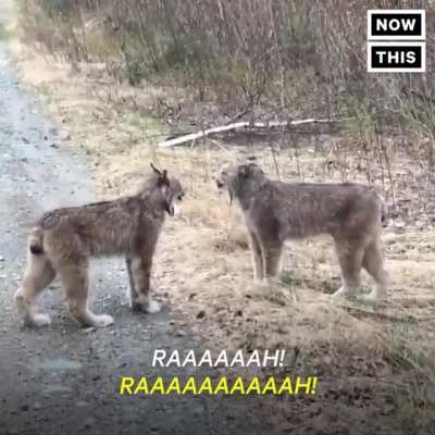 Screaming cat.