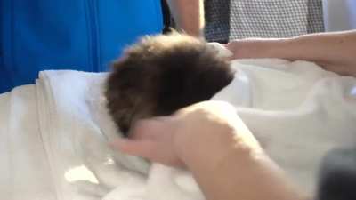 Baby otter