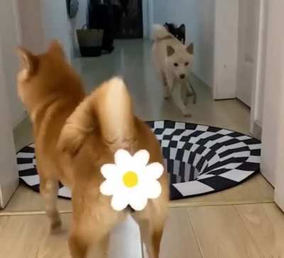 Cute white dog was like "Just do it like this!"