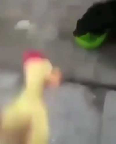 Dog:)