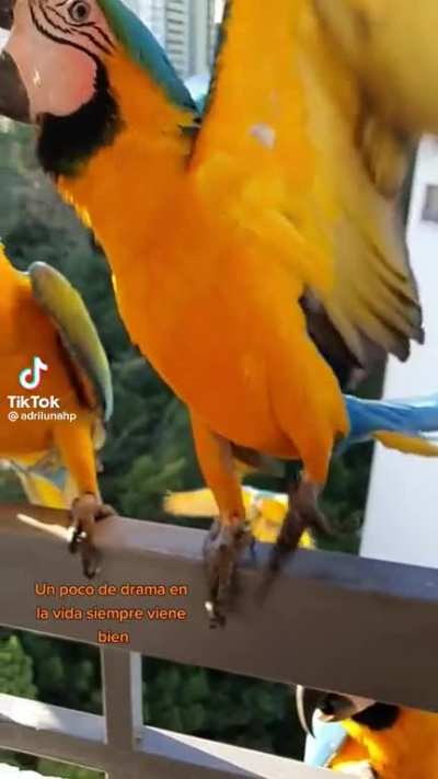 bird chaos