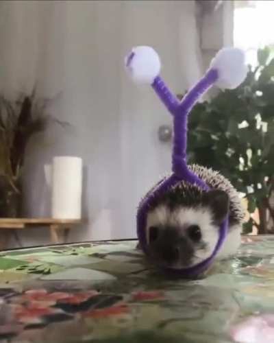 Dating profile: Hobbies included making hats for fashion shows with Quilliam Shakespeare