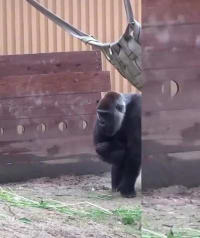 Gorilla mom spits water at annoying son. 🤣