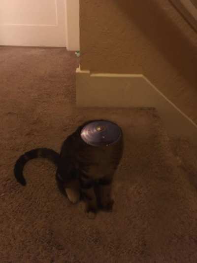 King of the moon
