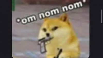 What the dog doing?
