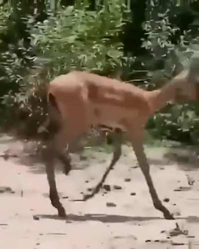 Райские и непредсказуемые кущи Африки