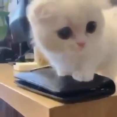 Cute Tiny!
