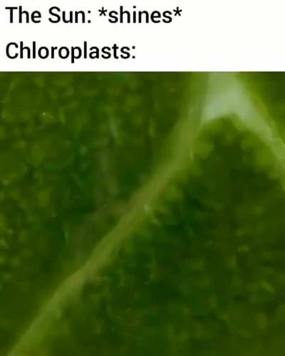 Plant laif.