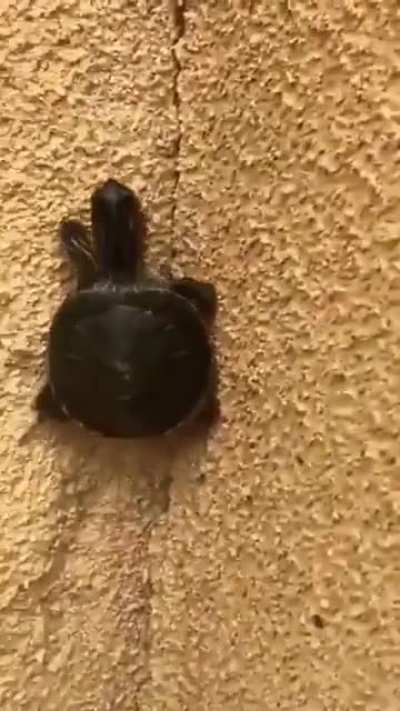 Ent&atilde;o essa &eacute; a tartaruga ninja?