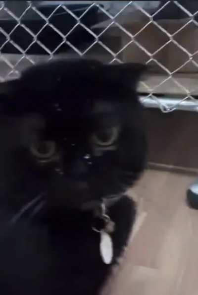thirsty cat