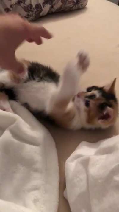 Playing with the new kitten.