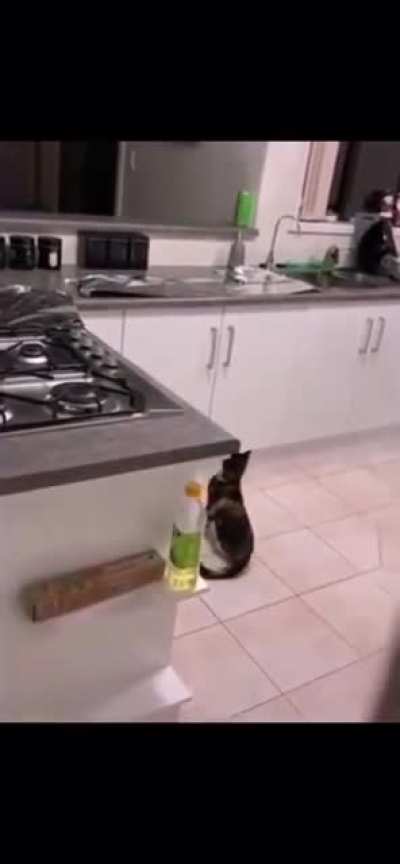 Guy &ldquo;Foils&rdquo; cats habit of jumping on the counter XD