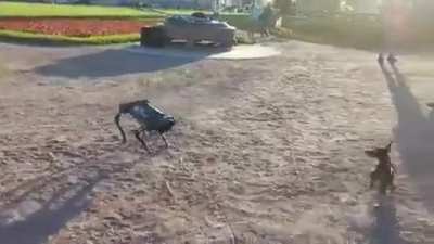 SaintsPetersburg. Russian's dog park