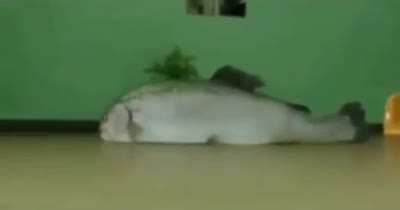 Slow motion fish