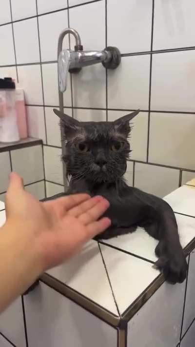 Too serious cat