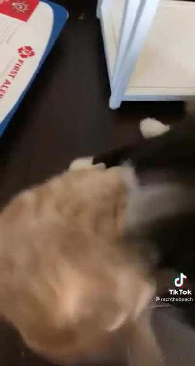 Cat fight