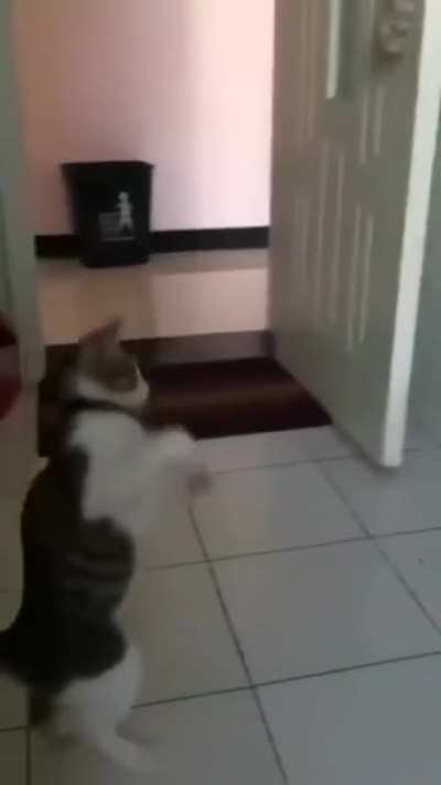 Cat.