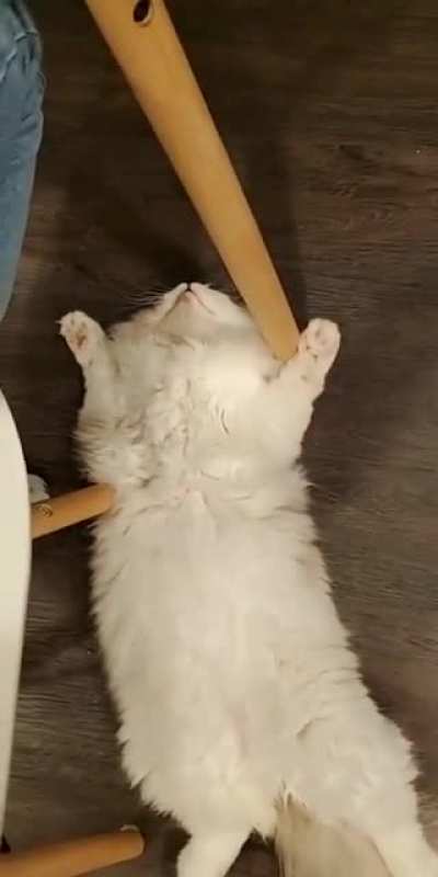 How my friends cat keeps us company during dinner
