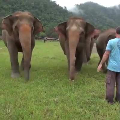 Elephants come running to see their rescuer..