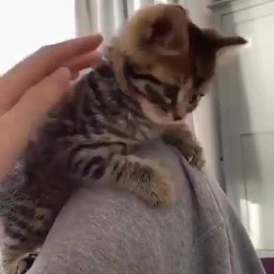 Cute cat