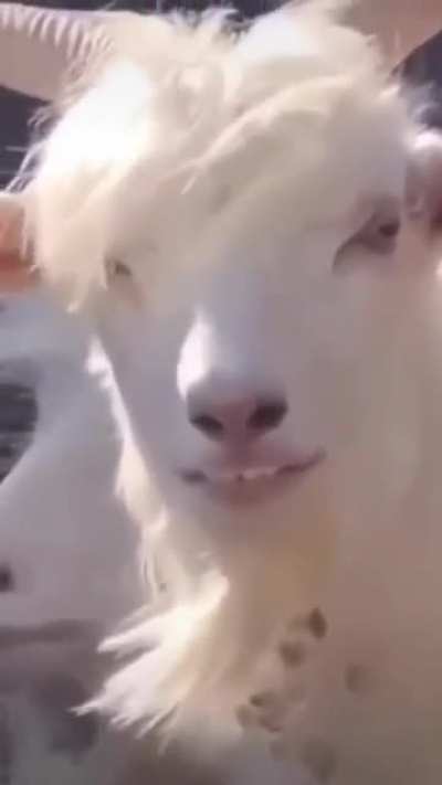 The goat got drip