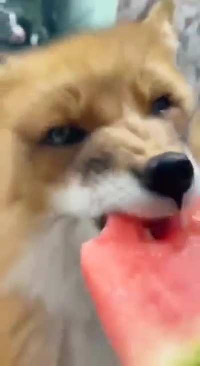 Fox eating a watermelon