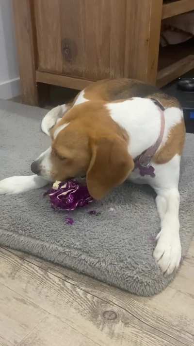 Anyone else&rsquo;s beagle love vegetables?
