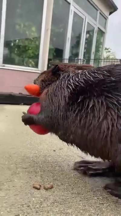 One fur now, one fur later&hellip;