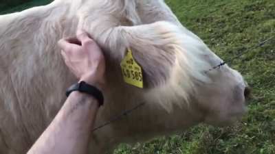 This cow always waits for me when I&lsquo;m out running to give them some scratches