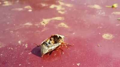 "Zombie" beetle controlled by parasites after death. Hell to the no.