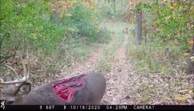 To kill a deer