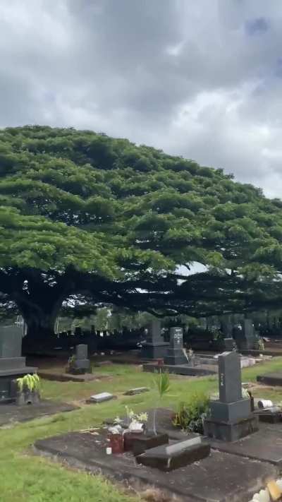 Massive tree over a cemetery