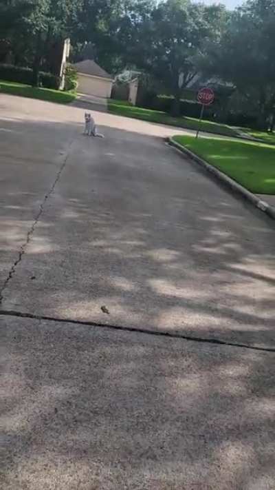 My off lease husky.