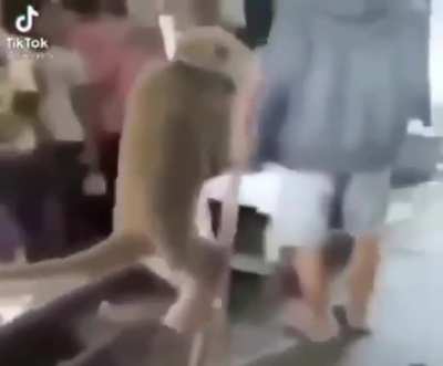 Mhhh monke