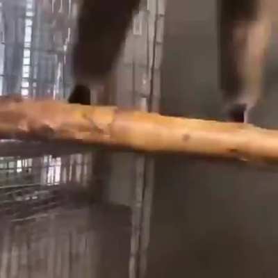 reject humanity return to monke