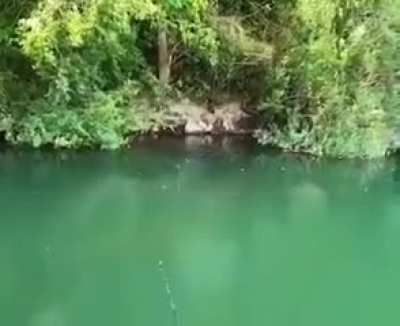 The fish...