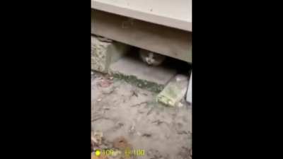 Half life kitten