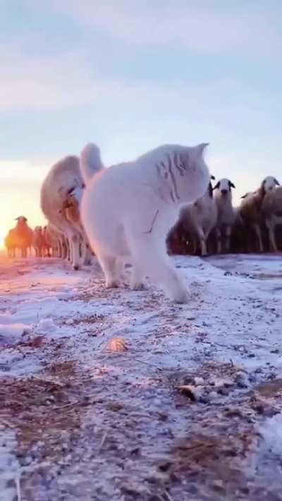 Cat has attitude